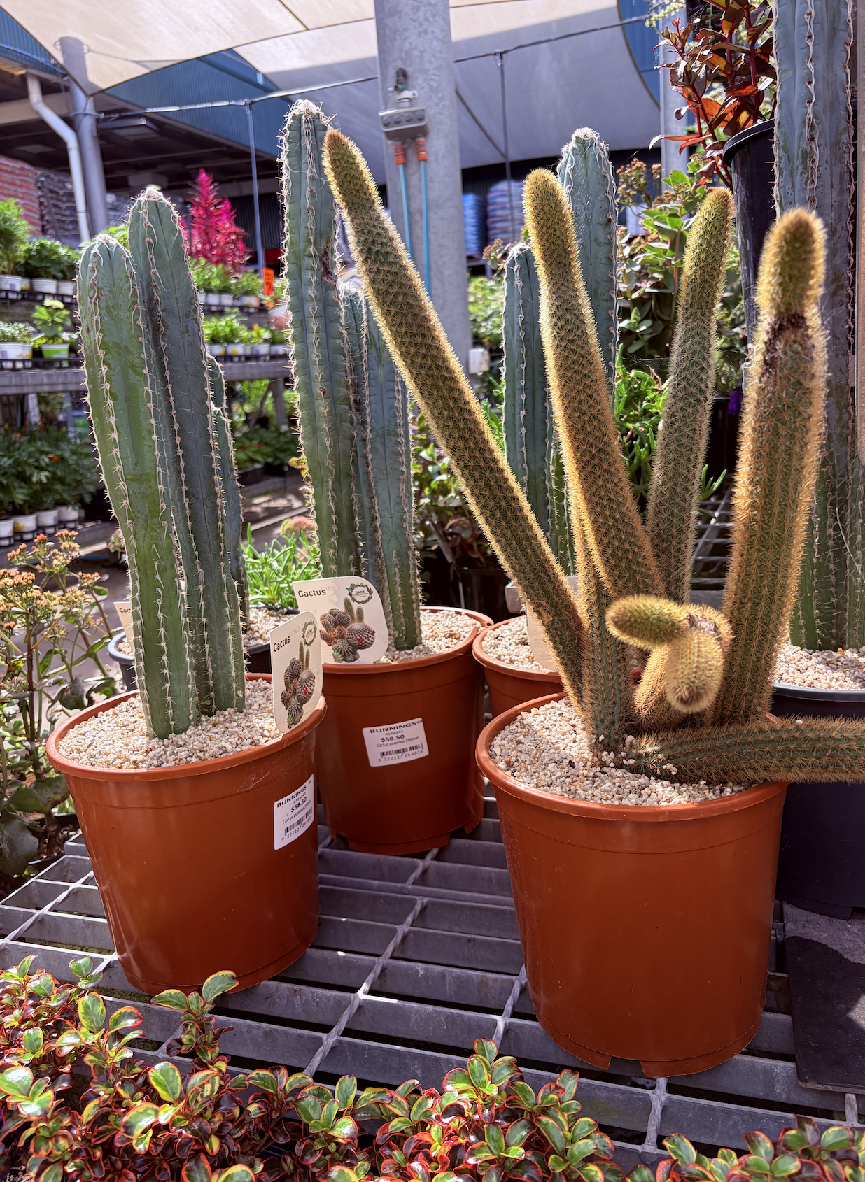 Plants